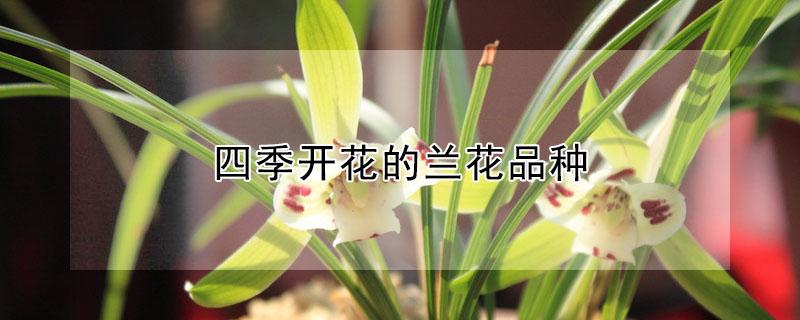 四季开花的兰花品种 四季兰花是兰花什么品种