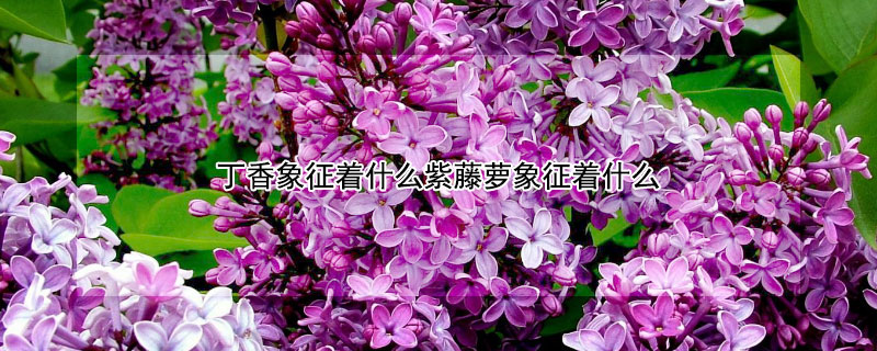 丁香象征着什么紫藤萝象征着什么 紫藤萝是丁香吗