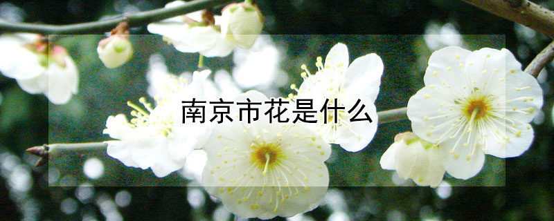 南京市花是什么（南京市花是什么意思?）