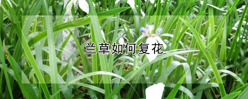 兰草如何复花 兰草花怎么养殖