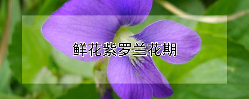 鲜花紫罗兰花期 紫罗兰花花期多长时间
