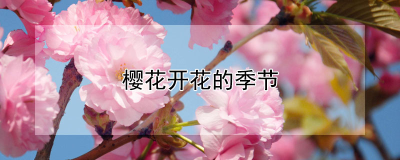 樱花开花的季节