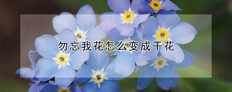 勿忘我花怎么变成干花 勿忘我半干花怎样变干花