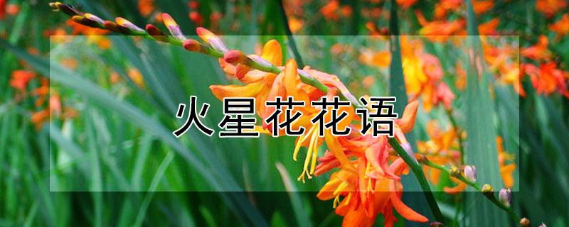 火星花花语 星语花花语