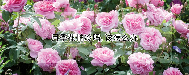 月季花怕冷吗,该怎么办 月季花怕热吗?