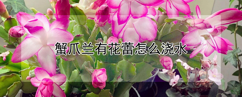 蟹爪兰有花蕾怎么浇水（蟹爪兰刚有花蕾可以浇水吗）