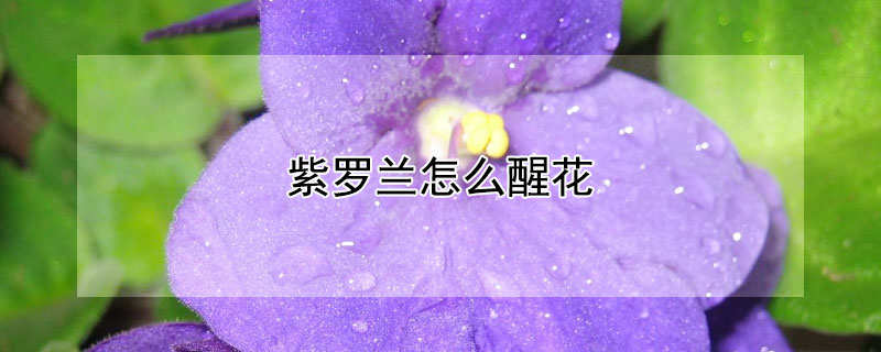紫罗兰怎么醒花 紫罗兰花怎么醒花