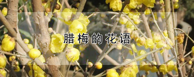 腊梅的花语