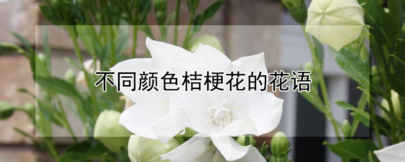 不同颜色桔梗花的花语（不同颜色桔梗花的花语和寓意）