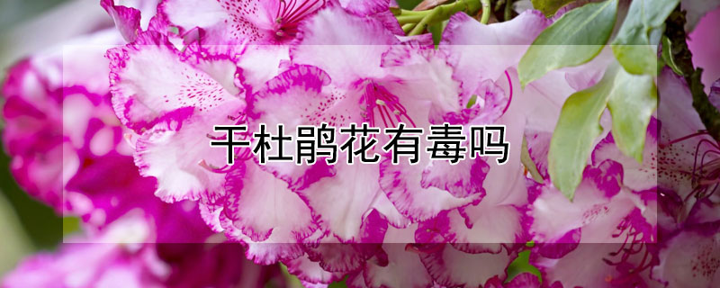 干杜鹃花有毒吗（杜鹃花叶有毒么）