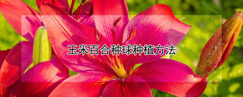 玉米百合种球种植方法（玉米百合种球种植深度）