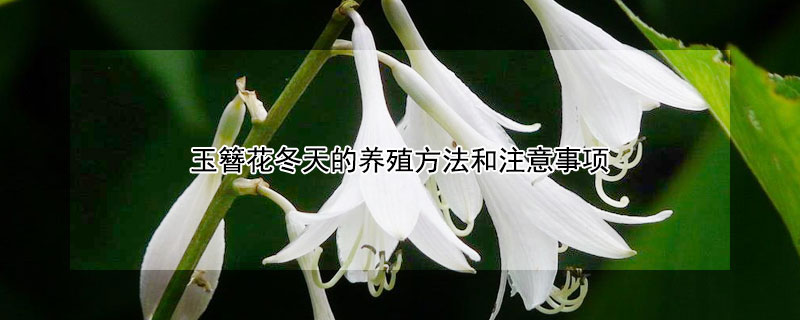 玉簪花冬天的养殖方法和注意事项 玉簪花可以过冬吗