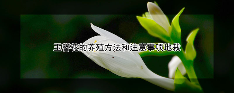 玉簪花的养殖方法和注意事项地栽（玉簪花的养殖方法）