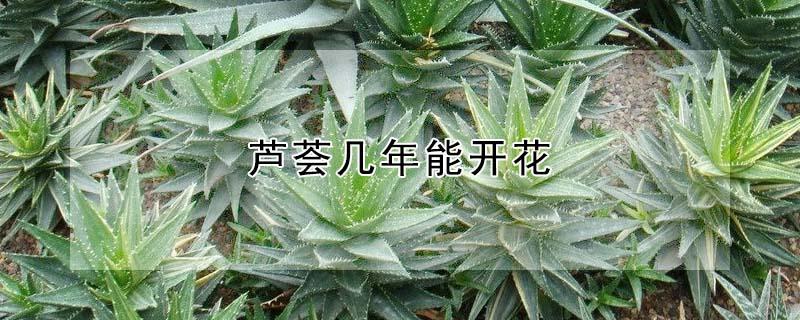 芦荟几年能开花 芦荟养几年会开花