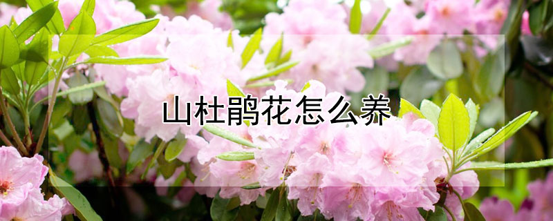 山杜鹃花怎么养（高山杜鹃花怎么养）