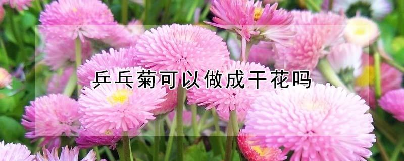 乒乓菊可以做成干花吗 乒乓球菊可以做干花吗