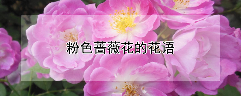 粉色蔷薇花的花语（粉色蔷薇花的花语和寓意）