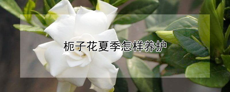 枙子花夏季怎样养护 栀子花养植方法