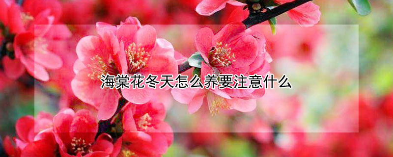 海棠花冬天怎么养要注意什么（海棠花怎么过冬天）