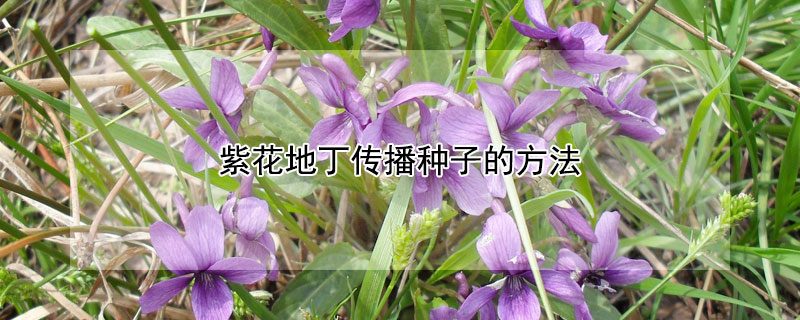 紫花地丁传播种子的方法（紫花地丁繁殖方式）