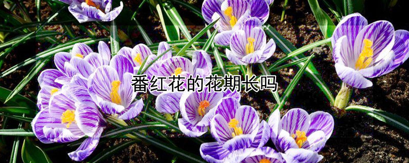 番红花的花期长吗