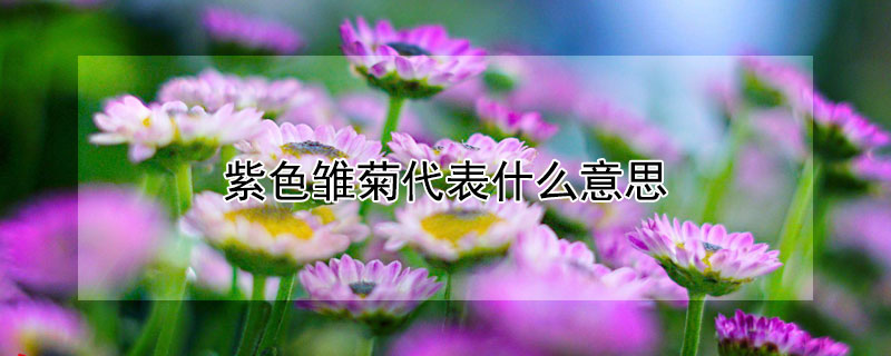 紫色雏菊代表什么意思（紫色的雏菊叫什么）