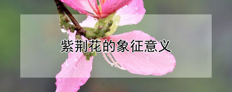 紫荆花的象征意义 澳门紫荆花的象征意义