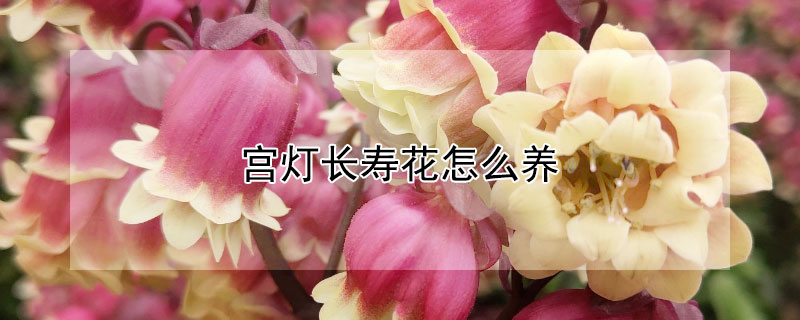 宫灯长寿花怎么养 宫灯长寿花怎么养才能开花