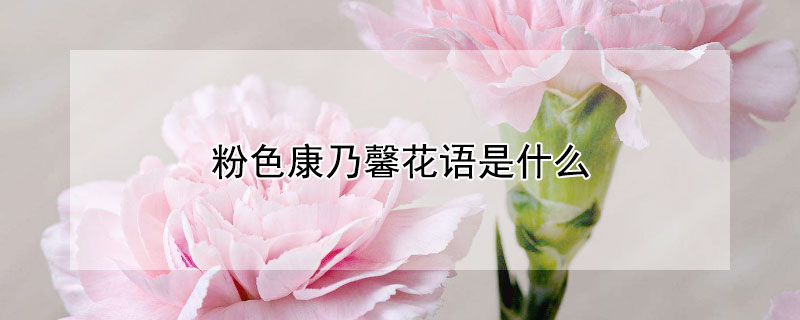 粉色康乃馨花语是什么 红色和粉色康乃馨花语是什么