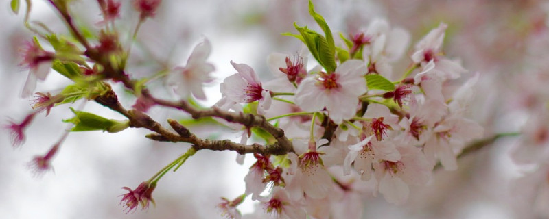 日本樱花的花语 日本樱花的花语和寓意