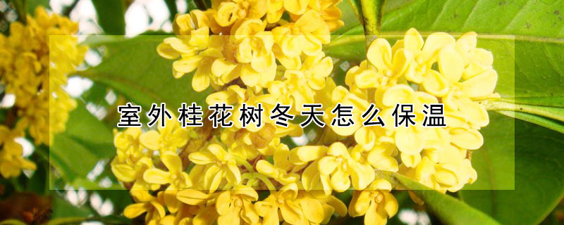 室外桂花树冬天怎么保温