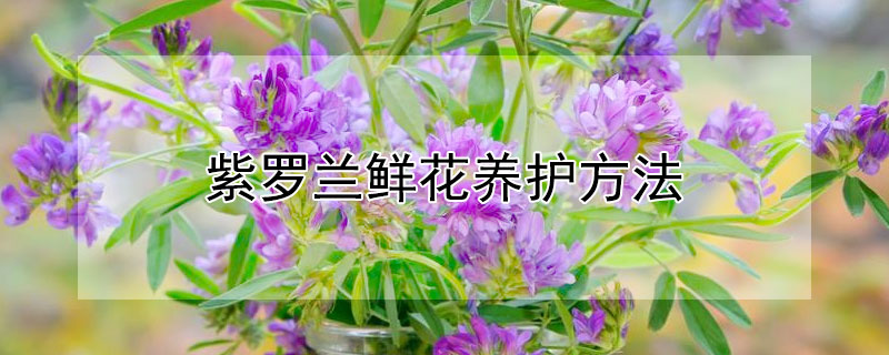 紫罗兰鲜花养护方法 紫罗兰花的养护方法