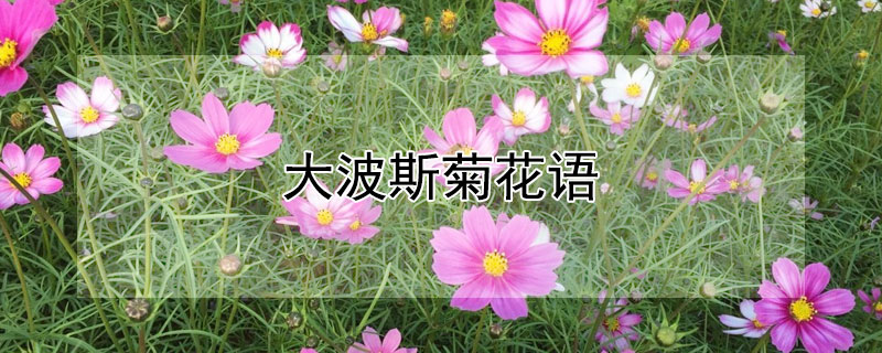 大波斯菊花语