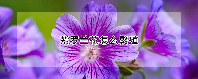紫罗兰花怎么繁殖（紫罗兰花怎么繁殖成活率高）