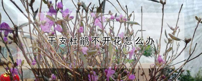 干支杜鹃不开花怎么办（杜鹃不开花怎么回事）