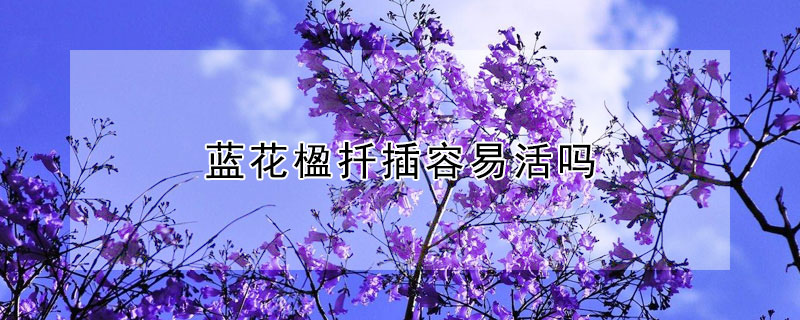 蓝花楹扦插容易活吗（蓝花楹怎样才容易种活）