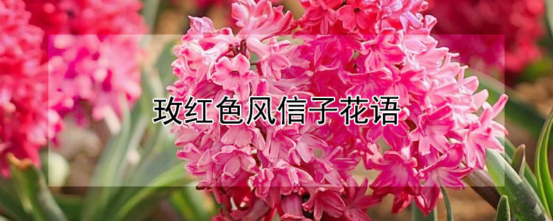 玫红色风信子花语 风信子每个颜色的花语