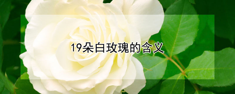 19朵白玫瑰的含义