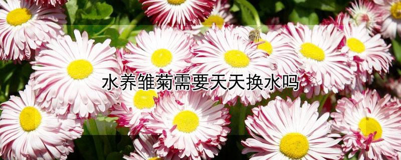 水养雏菊需要天天换水吗（小雏菊需要天天换水吗）