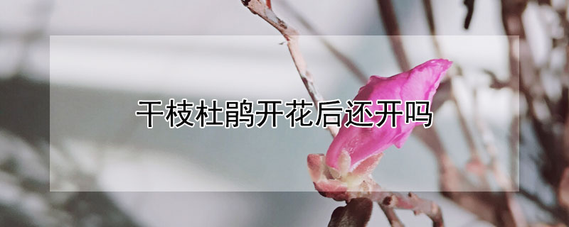 干枝杜鹃开花后还开吗