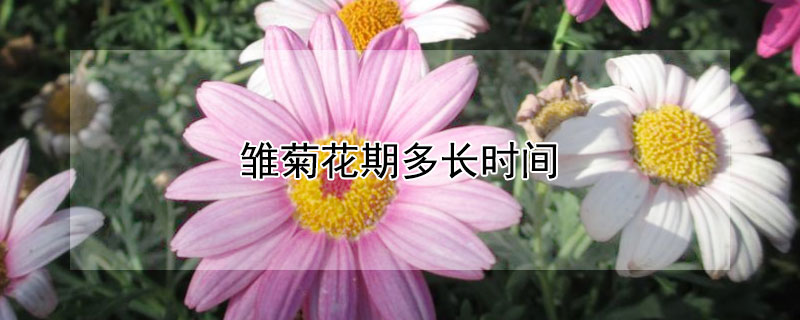 雏菊花期多长时间