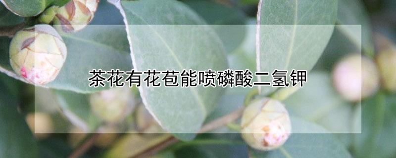 茶花有花苞能喷磷酸二氢钾（有花苞的茶花可以叶面喷磷酸二）