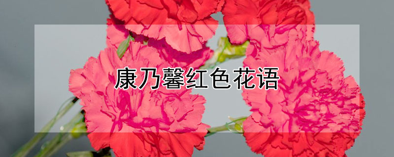 康乃馨红色花语（康乃馨红色花语是什么）