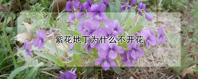 紫花地丁为什么不开花 紫花地丁常年开花吗