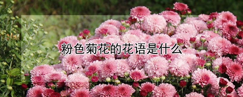 粉色菊花的花语是什么 粉色菊花的花语是什么意思