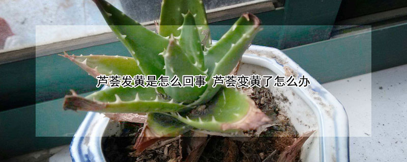 芦荟发黄是怎么回事 芦荟变黄是怎么回事