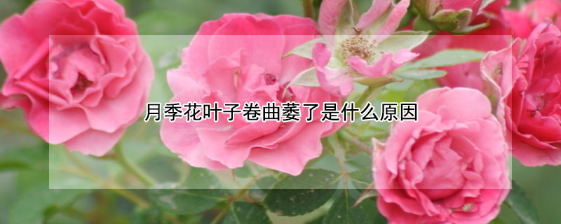 月季花叶子卷曲萎了是什么原因（月季花叶子卷曲萎了怎么办）