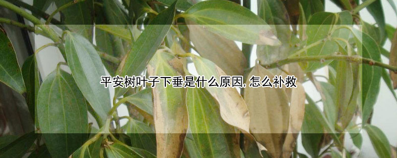 平安树叶子下垂是什么原因,怎么补救（平安树叶下垂怎么回事）