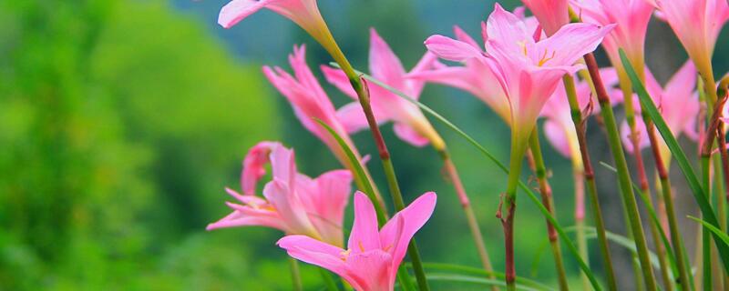 风雨兰花语