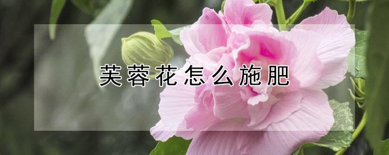 芙蓉花怎么施肥